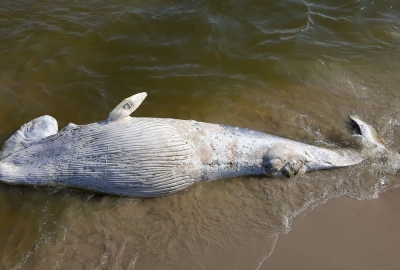 Mierzeja Wiślana: martwy wieloryb na plaży 