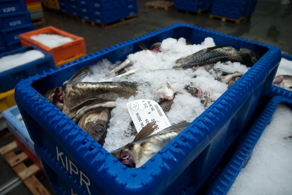 NIK: centra sprzedaży ryb w małym stopniu poprawiły konkurencyjność sektora