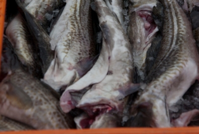 Ustawa o rybołówstwie morskim zaakceptowana przez Senat