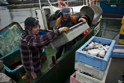 O 10,6 procent wzrosły w 2015 roku połowy ryb na Bałtyku