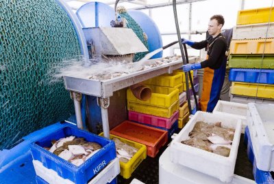 Cztery grupy rybackie dostały prestiżowy certyfikat MSC dla połowu ryb płaskich na Bałt...