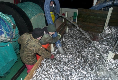 Komisja rybołówstwa za ustanowieniem planu zarządzania stadami dorsza, ś...