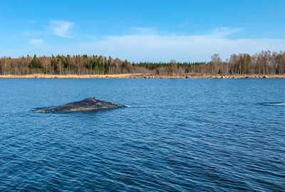 Finlandia: straż przybrzeżna uwolniła wieloryba z sieci [VIDEO]