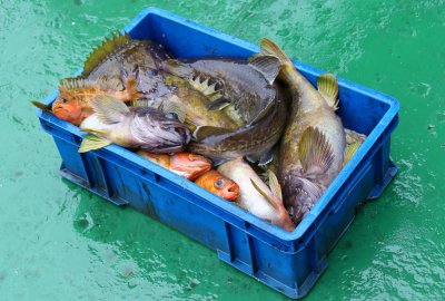 Rosja zawiesza umowę z Japonią o połowie ryb w okolicach spornych wysp
