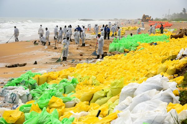 Setki martwych zwierząt morskich wyrzuconych na brzeg po katastrofie statku