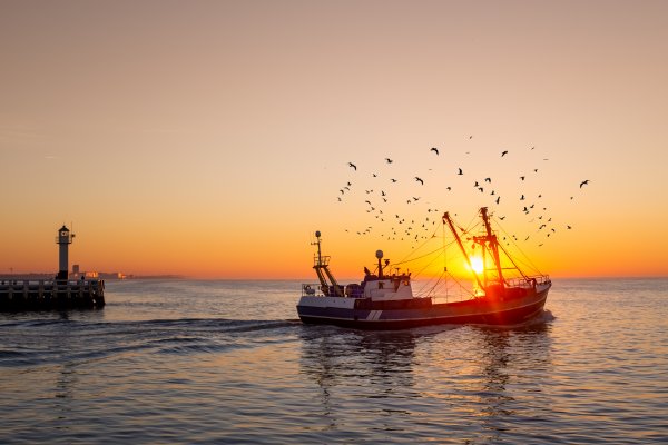MSC: Morze Bałtyckie potrzebuje odpowiedzialnych rybaków i konsumentów