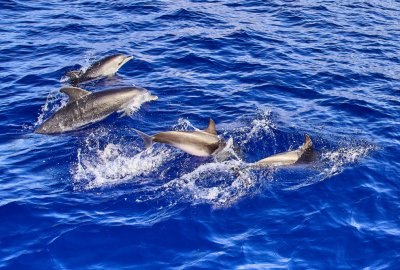 Wraz z ocieplaniem się klimatu rośnie liczba rekinów, waleni i delfinów przy brzegu agl...