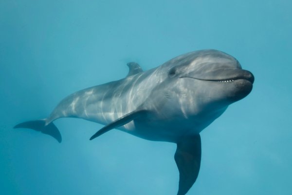 Delfiny wyczuwają pole elektryczne