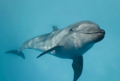 Delfiny wyczuwają pole elektryczne