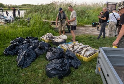 Nowicka: w Kanale Gliwickim pojawiły się śnięte ryby; rząd musi podjąć działania, by za...