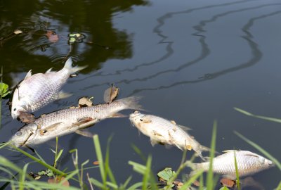 Śnięte ryby w Wildze. WIOŚ bada rzekę i szuka źródła zanieczyszczenia
