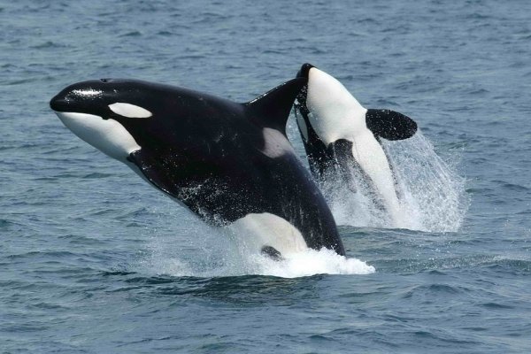 Agresywne orki atakują i uszkadzają statki