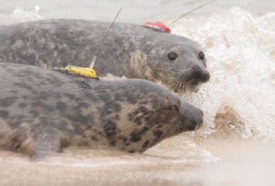 Bałtyk: Trzy foki szare wypuszczono do morza w Słowińskim Parku Narodowy...