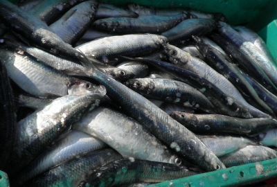 Rybołówstwo śledzia i szprota przystępuje do oceny MSC