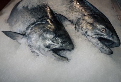 Sushi Factory wykorzystuje ryby i owoce morza z certyfikatami MSC i ASC