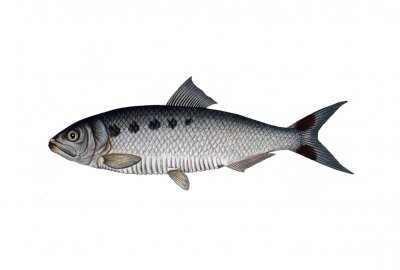 WWF populacja ryb