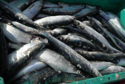 Brak porozumienia ws. kwot połowowych śledzia grozi utratą certyfikatu MSC