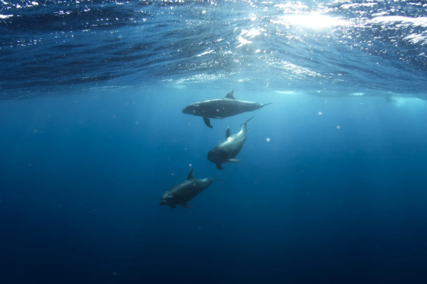 100 waleni i delfinów zmarło w wyniku utknięcia na mieliźnie