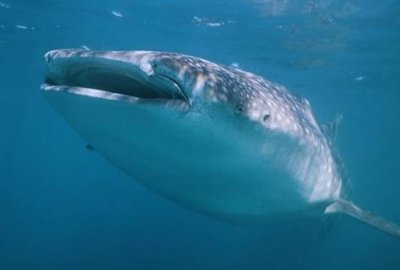 Technologia NASA pomaga ratować największego rekina na świecie