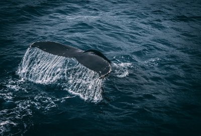 Uratowano 18-metrowego wieloryba, który wpłynął do portu w Walencji