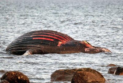 Władze szwedzkiej gminy ostrzegają gapiów przed wybuchem martwego wieloryba