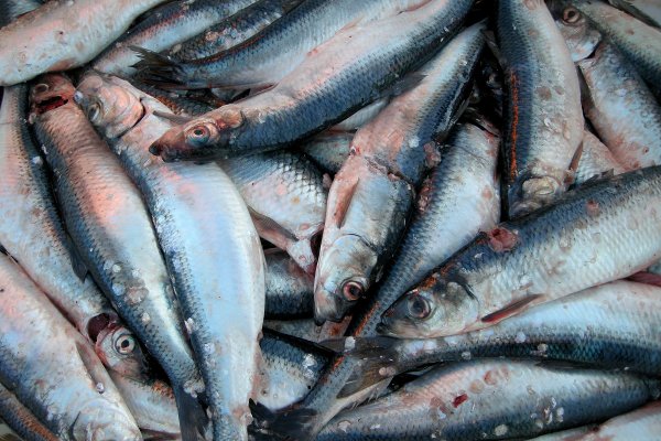 Polacy jedzą coraz więcej ryb, nadal króluje śledź