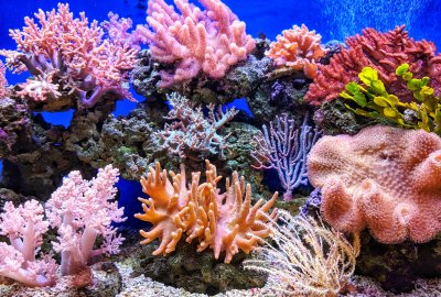 Drukarki 3D pomogą w ratowaniu raf koralowych