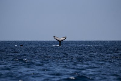 Wieloryb w Bałtyku. Ssaka widziano 70 km na północ od Zatoki Gdańskiej