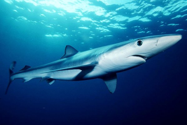 W Portugalii alert po zauważeniu rekinów; przypływają częściej, bo poprawia się czystoś...