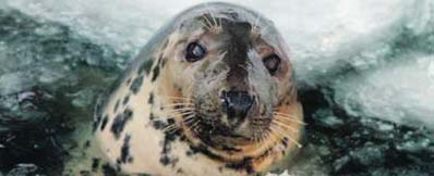 Foki uwielbiają łososie złowione przez rybaków. Fot. Robert Kwiatek 