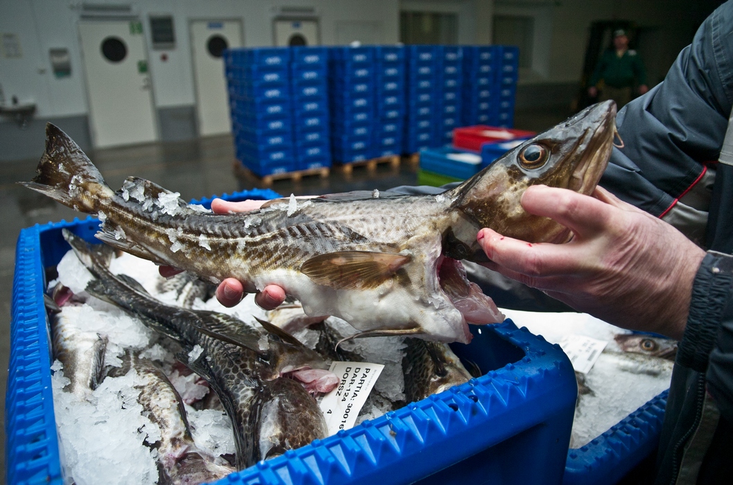 Dorsza będzie wolno łowić mniej