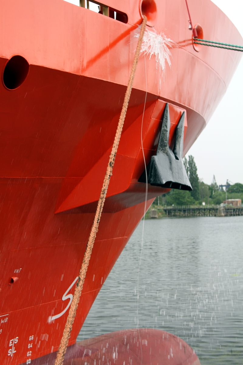 Wildebeest ochrzczony!