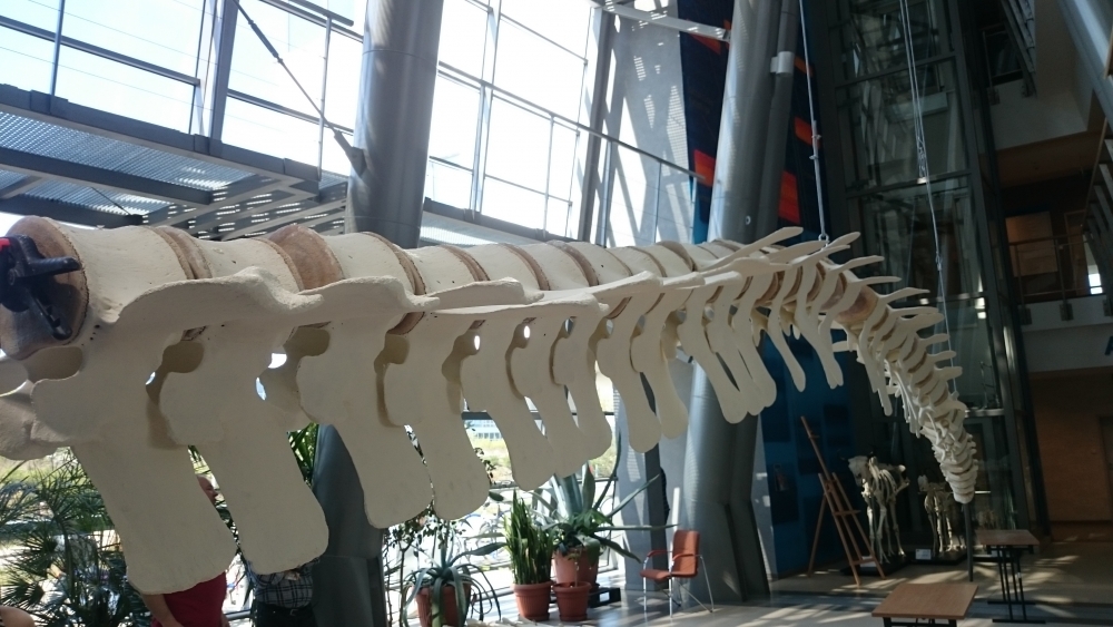 Szkielet płetwala zwyczajnego, zwanego finwalem