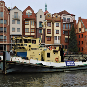 Holownik-Nosorożec-G-01