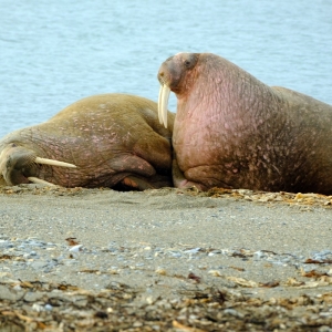 Udało się zaobserwować między innymi morsy i foki… Fot.: Marcin Dobrowolski