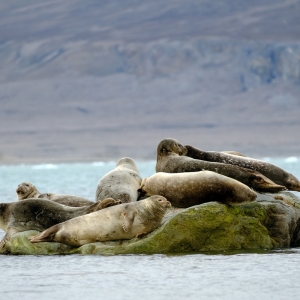 Udało się zaobserwować między innymi morsy i foki… Fot.: Marcin Dobrowolski