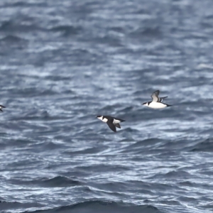 fot_Damiana_Boroń_3BIRD_alki