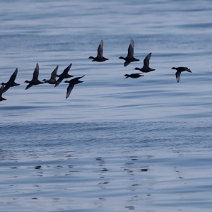 fot_Damiana_Boroń_3BIRD_markaczki