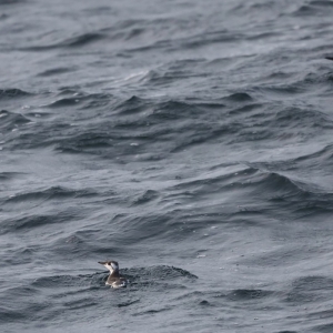 fot_Damiana_Boroń_3BIRD_nurzyki