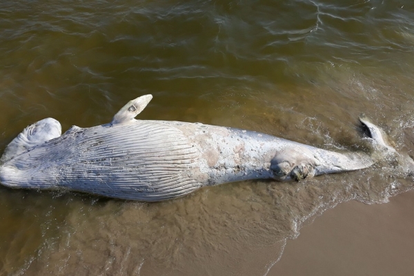 Mierzeja Wiślana: martwy wieloryb na plaży 