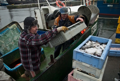 Od stycznia 2015 wchodzi zakaz odrzutów ryb na Bałtyku
