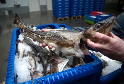 Znamy limity połowowe dla polskich rybaków dotyczące Morza Północnego...