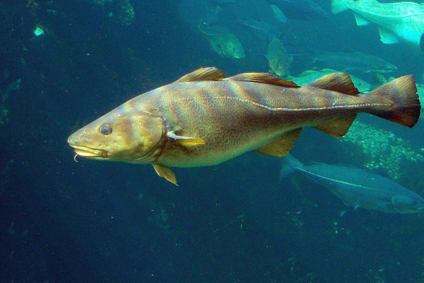 Niemal w całej Europie populacja stad dorsza jest krytycznie mała