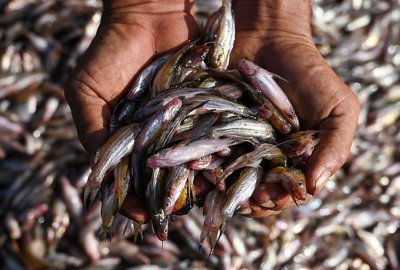 Raport: nadal odławia się zbyt dużo ryb