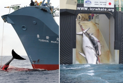 Japonia wznowi komercyjne połowy wielorybów
