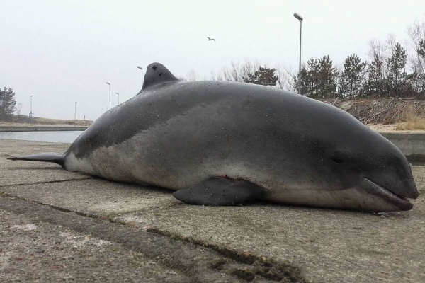 Rybacy z Rowów wyłowili martwego morświna