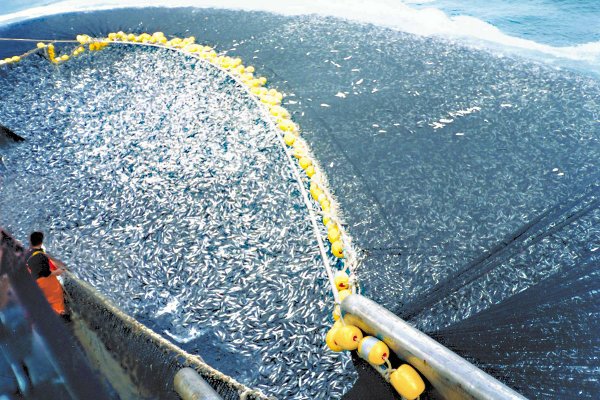 WWF: Komisja Europejska nie pomaga w sprawie zakończenia przełowienia Bałtyku