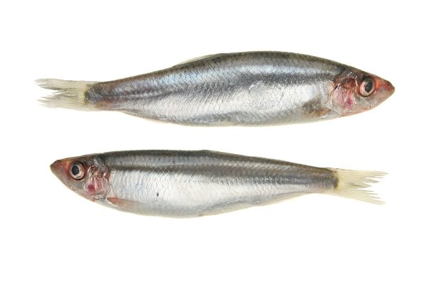 Rozporządzenie wydłużające okres połowu szprota - w konsultacjach publicznych