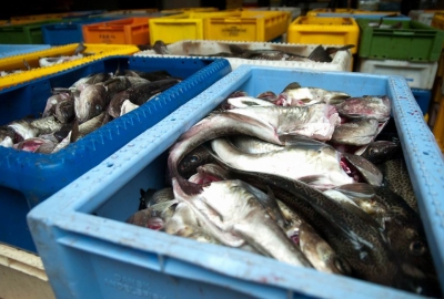 Będą zmiany w ustawie o organizacji rynku rybnego