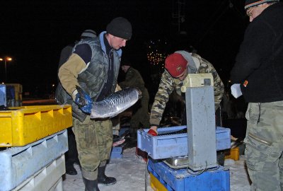 Naukowcy z ICES chcą, aby w 2022 roku połowy łososia na Bałtyku zostały całkowicie wstrzymane. ICES chce w 2022 roku wprowadzić całkowity zakaz połowu łososi na Bałtyku